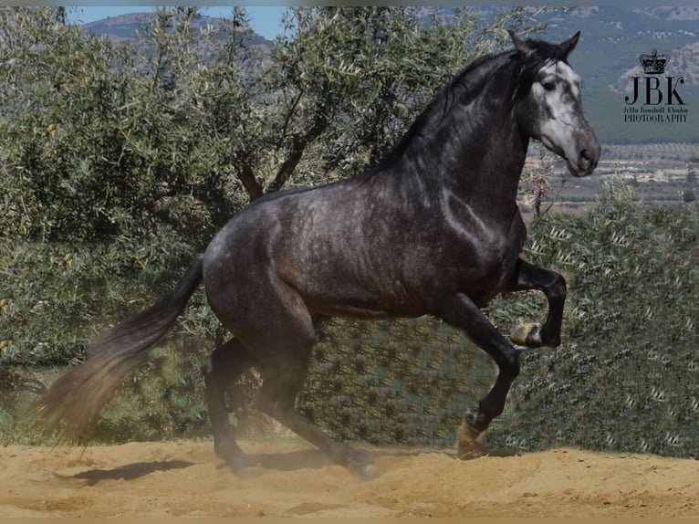 PRE Mix Stallion 5 years 16,2 hh Gray-Dark-Tan in Tabernas