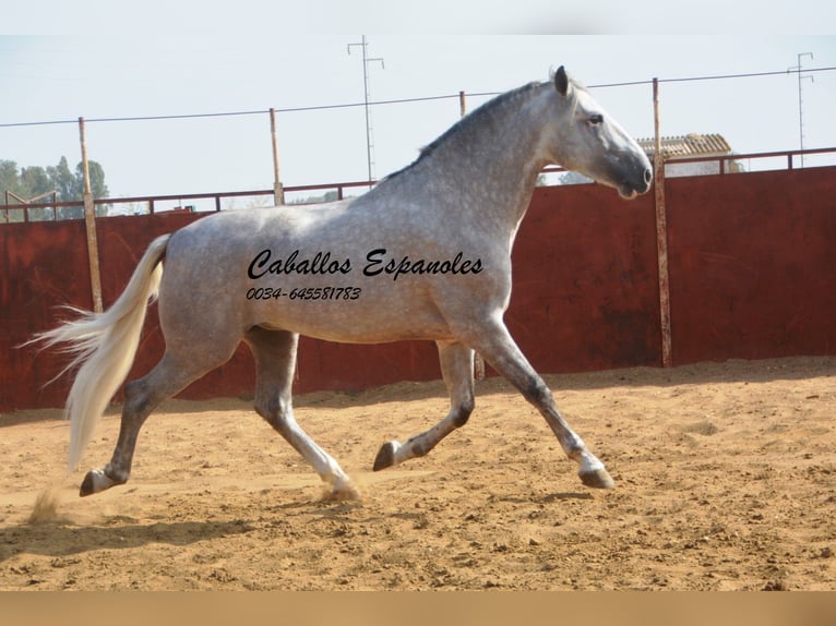 PRE Stallion 5 years 16,2 hh Gray in Vejer de la Frontera