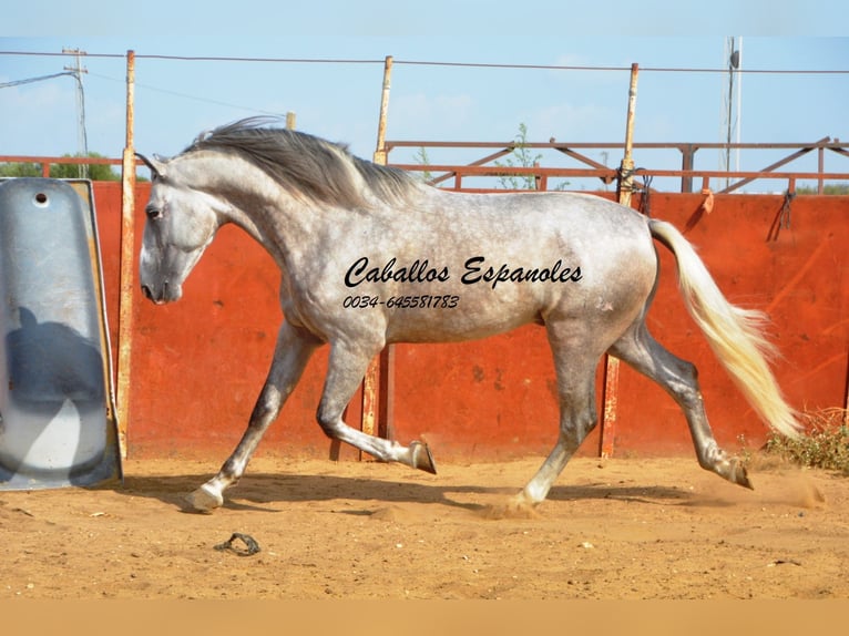 PRE Stallion 5 years 16,2 hh Gray in Vejer de la Frontera