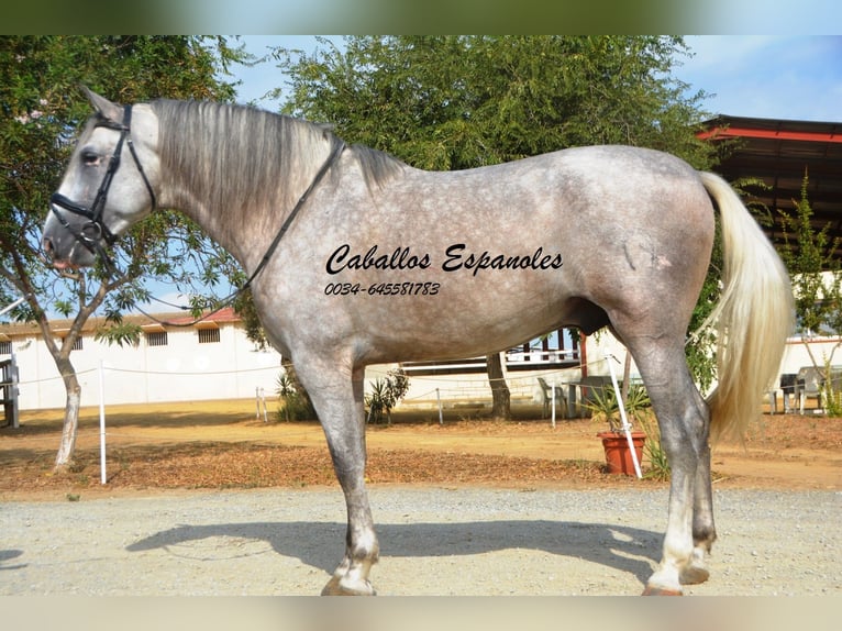 PRE Stallion 5 years 16,2 hh Gray in Vejer de la Frontera