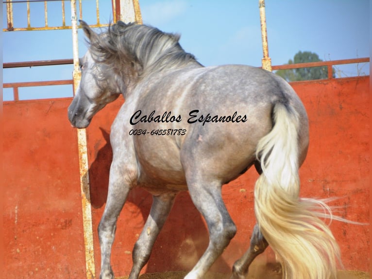 PRE Stallion 5 years 16,2 hh Gray in Vejer de la Frontera