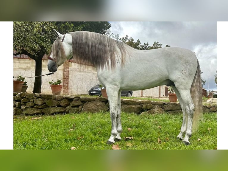 PRE Mix Stallion 5 years 16,2 hh Gray in NAVAS DEL MADRONO
