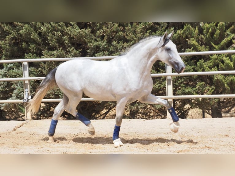 PRE Mix Stallion 5 years 16,2 hh Gray in NAVAS DEL MADRONO