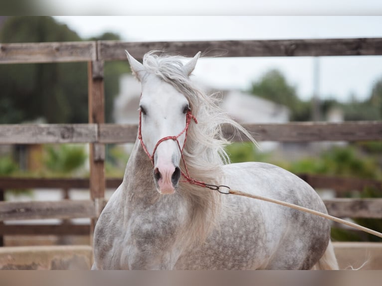 PRE Stallion 5 years 16,2 hh Gray in Valencia