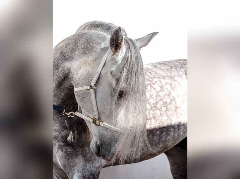 PRE Stallion 5 years 16,2 hh Gray in Valencia