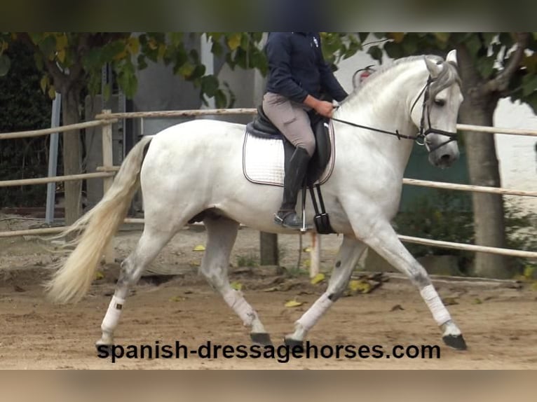 PRE Stallion 5 years 16,2 hh Gray in Barcelona