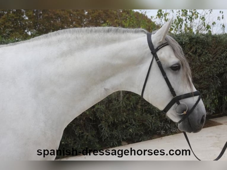 PRE Stallion 5 years 16,2 hh Gray in Barcelona