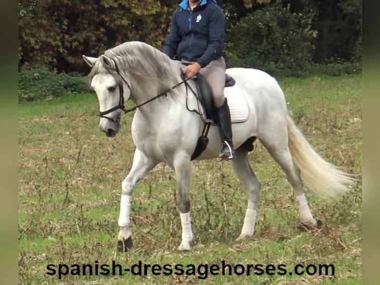 PRE Stallion 5 years 16,2 hh Gray in Barcelona