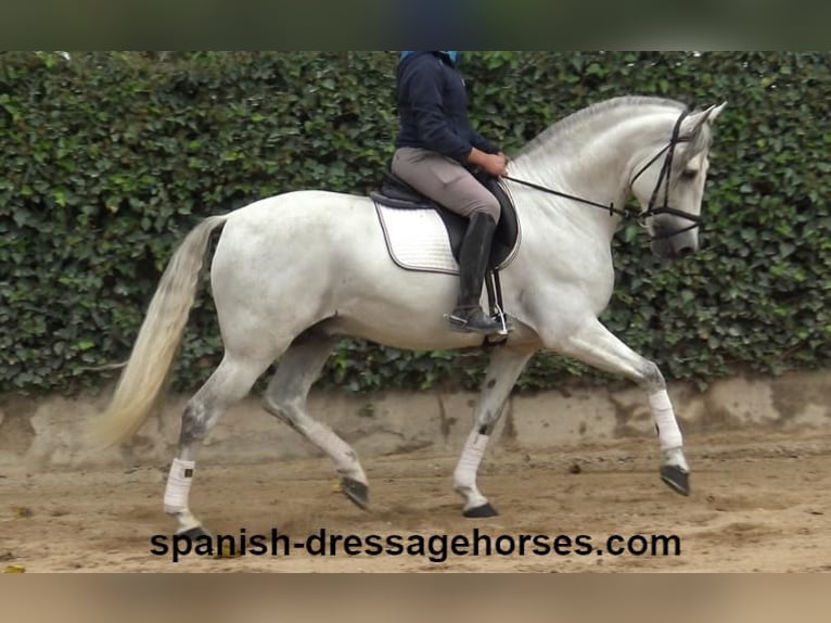 PRE Stallion 5 years 16,2 hh Gray in Barcelona