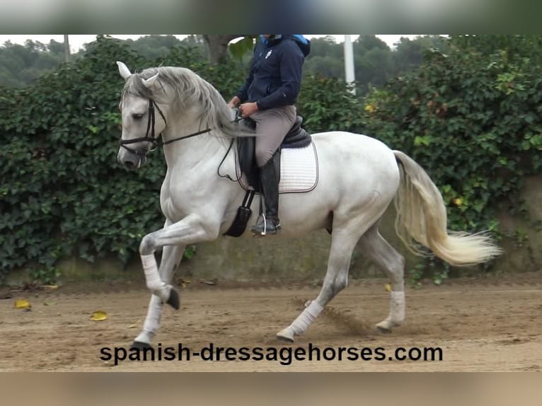 PRE Stallion 5 years 16,2 hh Gray in Barcelona