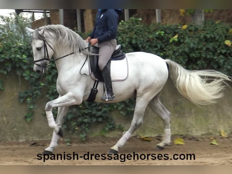 PRE Stallion 5 years 16,2 hh Gray in Barcelona