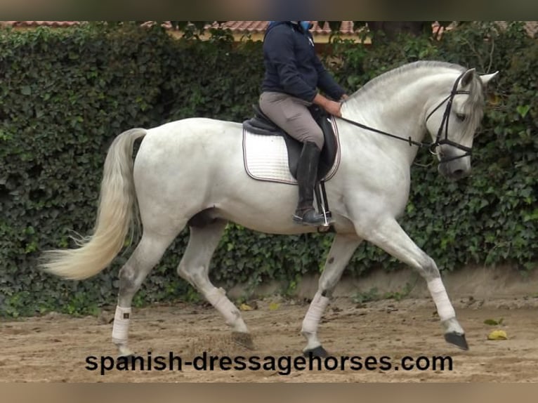 PRE Stallion 5 years 16,2 hh Gray in Barcelona