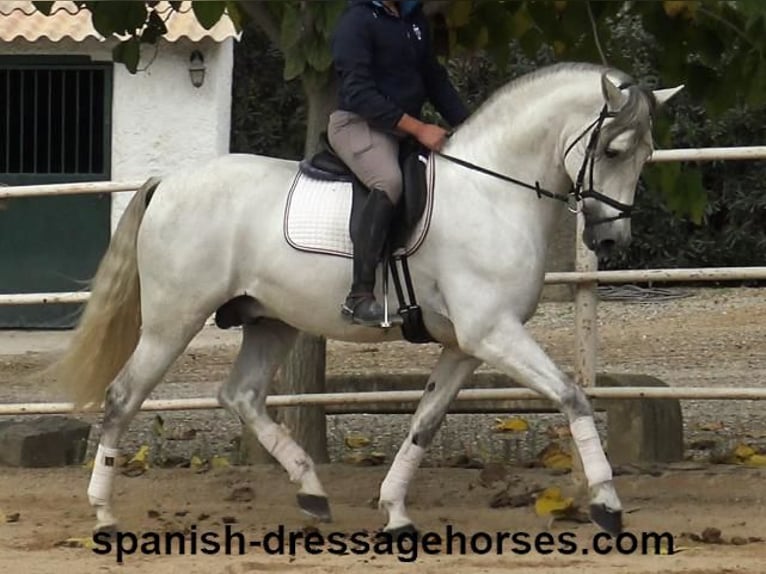 PRE Stallion 5 years 16,2 hh Gray in Barcelona