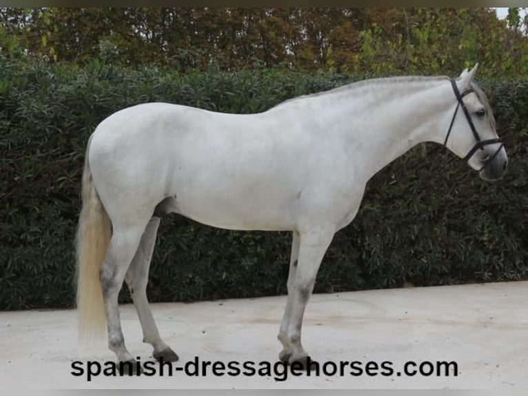 PRE Stallion 5 years 16,2 hh Gray in Barcelona