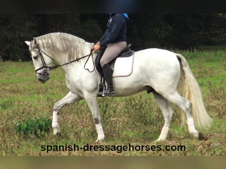 PRE Stallion 5 years 16,2 hh Gray in Barcelona