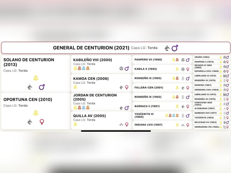 PRE Stallion 5 years 16.2 hh Grey-Dapple in MADRID , LA CABRERA