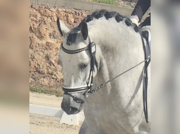 PRE Stallion 5 years 16.2 hh Grey in LAlcúdia