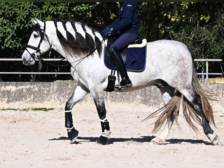 PRE Mix Stallion 5 years 16.2 hh Grey in Mallorca