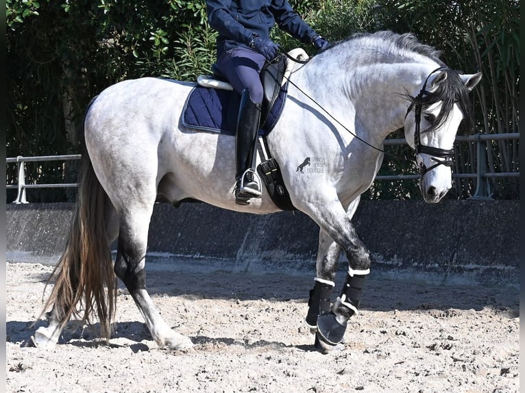 PRE Mix Stallion 5 years 16.2 hh Grey in Mallorca