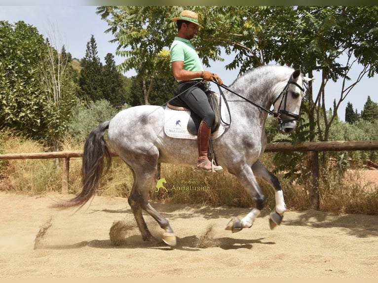 PRE Stallion 5 years 16.2 hh Grey in Provinz Granada