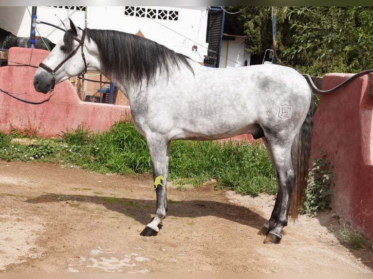 PRE Stallion 5 years 16.2 hh Grey in Provinz Granada