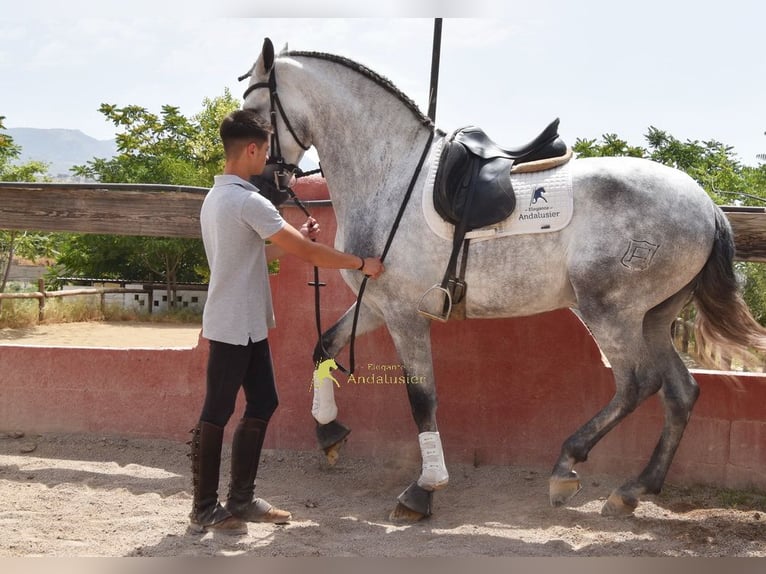 PRE Stallion 5 years 16.2 hh Grey in Provinz Granada