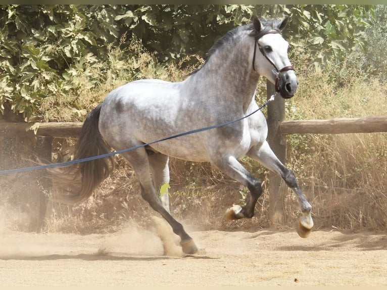 PRE Stallion 5 years 16.2 hh Grey in Provinz Granada