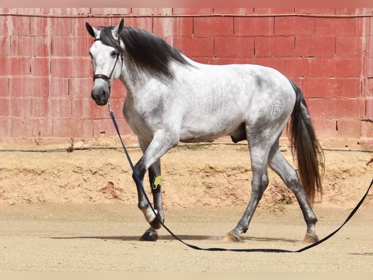 PRE Stallion 5 years 16.2 hh Grey in Provinz Granada
