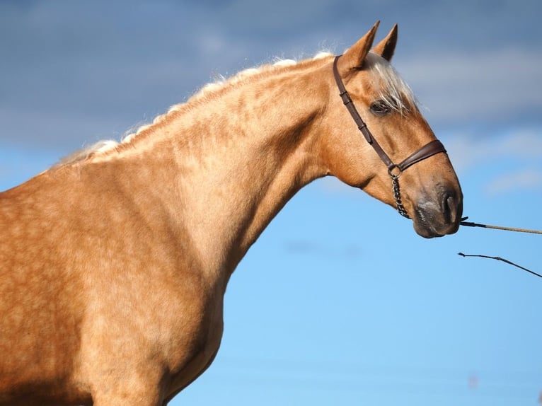 PRE Mix Stallion 5 years 16.2 hh Palomino in NAVAS DEL MADRONO