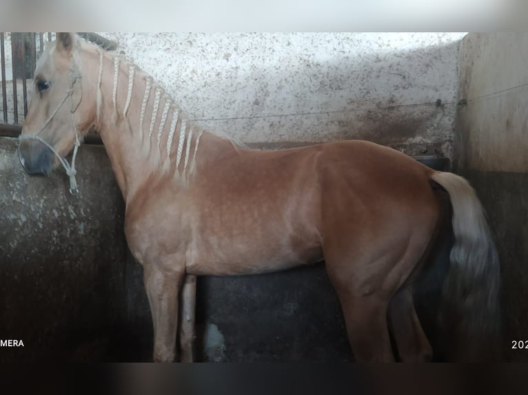 PRE Stallion 5 years 16,2 hh Perlino in Torre Pacheco