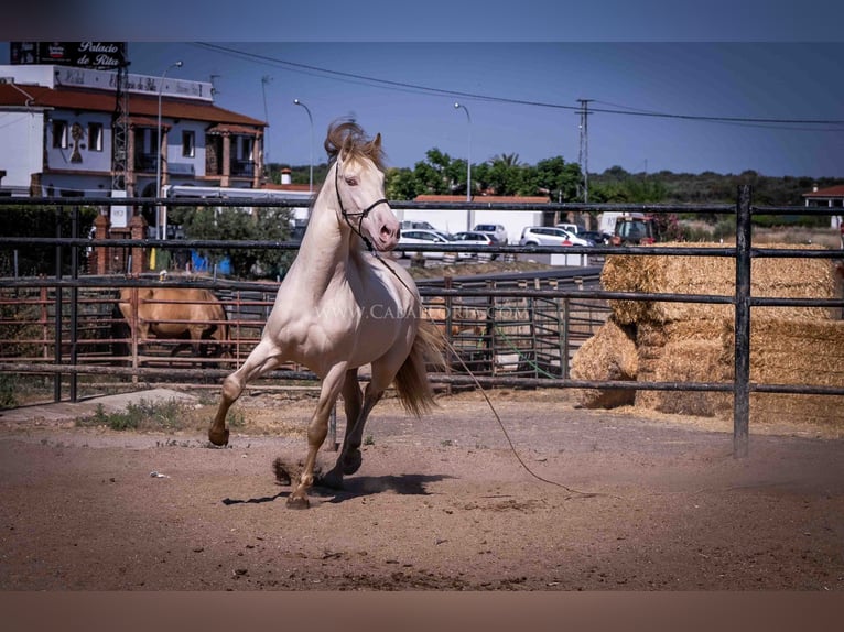 PRE Stallion 5 years 16,2 hh Perlino in Rafelguaraf