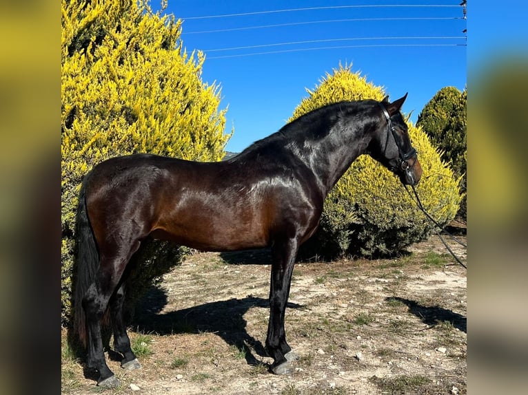 PRE Stallion 5 years 16,3 hh Bay-Dark in Alicante