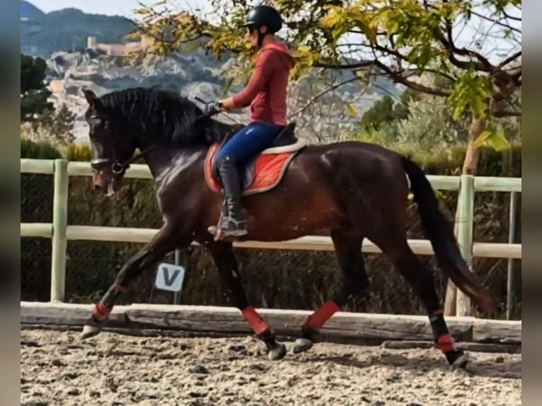 PRE Stallion 5 years 16,3 hh Bay-Dark in Alicante