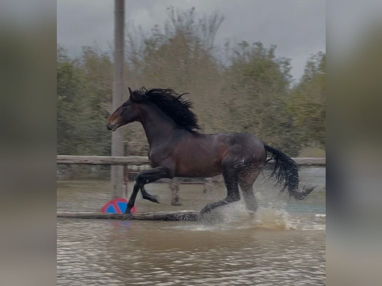 PRE Mix Stallion 5 years 16.3 hh Bay-Dark in Marchena