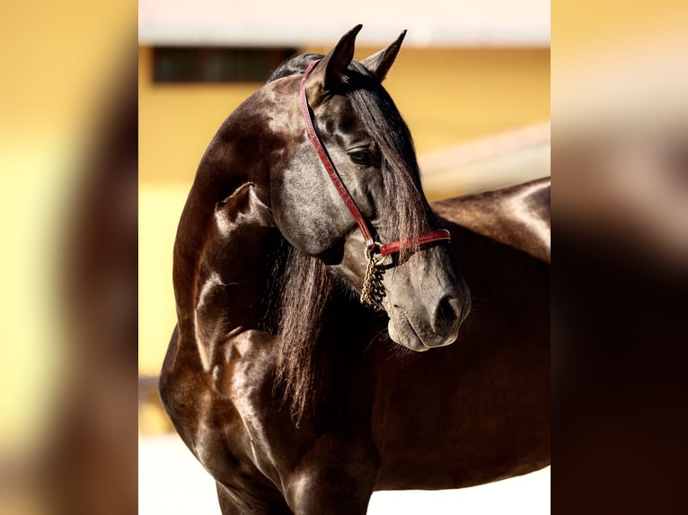 PRE Stallion 5 years 16.3 hh Black in El Catllar