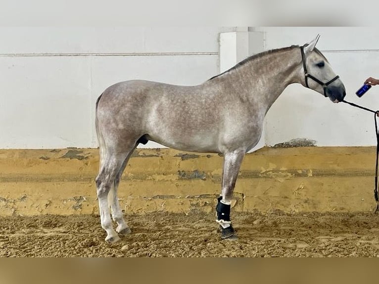 PRE Stallion 5 years 16,3 hh Gray in Moron de La Frontera