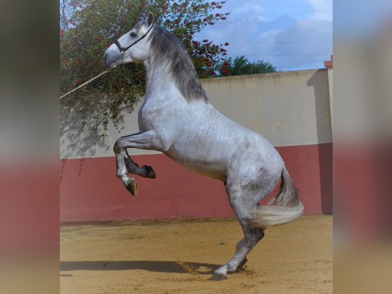 PRE Stallion 5 years 16,3 hh Gray in Fuentes De Andalucia