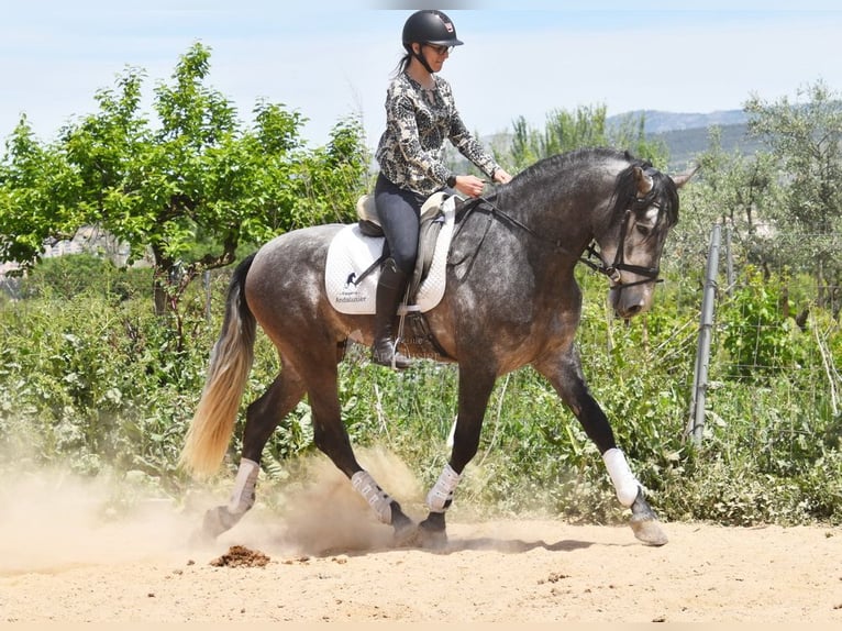 PRE Stallion 5 years 16.3 hh Grey in Provinz Granada