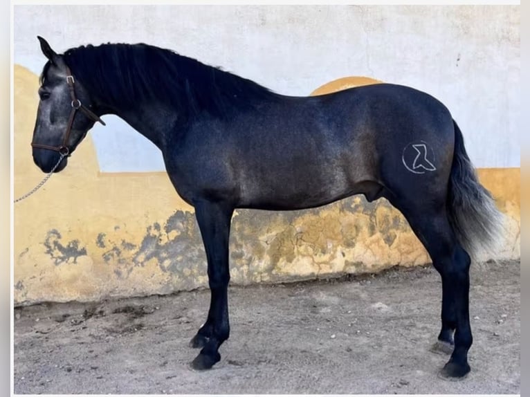 PRE Stallion 5 years 16 hh in Murcia