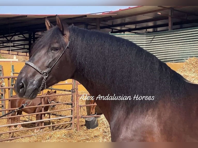 PRE Mix Stallion 5 years 16 hh Bay-Dark in Sevilla