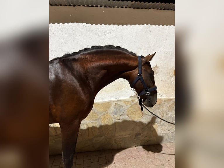 PRE Mix Stallion 5 years 16 hh Bay-Dark in Martfeld