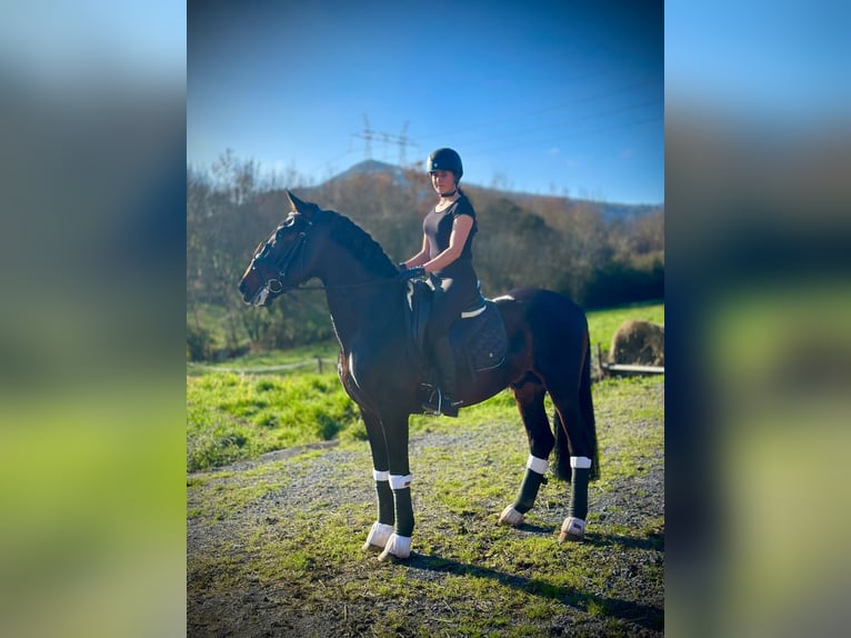 PRE Stallion 5 years 16 hh Bay-Dark in Madrid