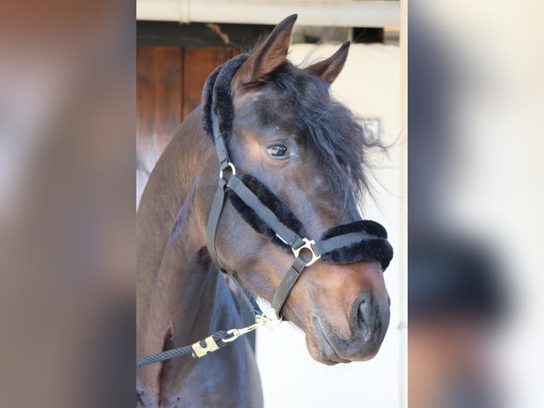 PRE Stallion 5 years 16 hh Bay-Dark in Madrid