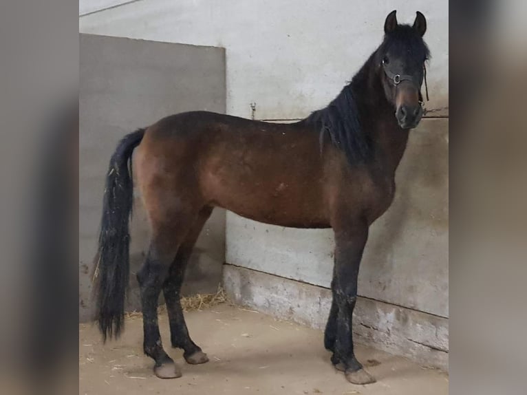 PRE Mix Stallion 5 years 16 hh Bay-Dark in Cuenca