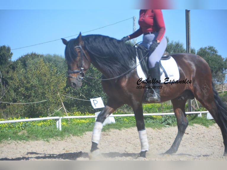 PRE Mix Stallion 5 years 16 hh Bay-Dark in Vejer de la Frontera