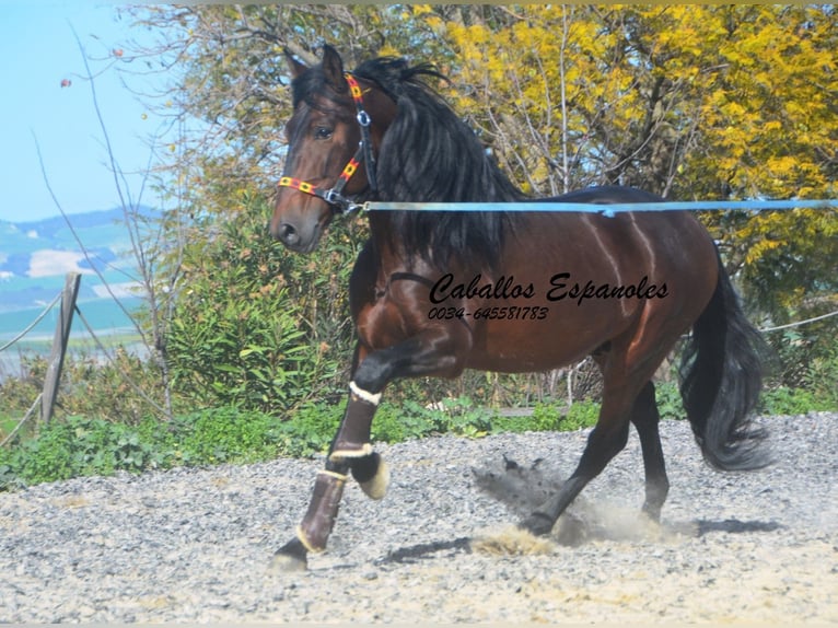 PRE Mix Stallion 5 years 16 hh Bay-Dark in Vejer de la Frontera