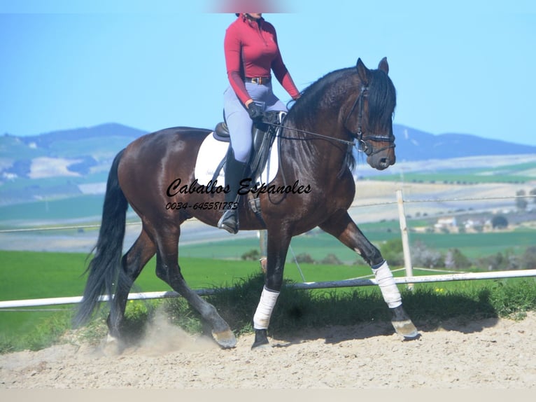 PRE Mix Stallion 5 years 16 hh Bay-Dark in Vejer de la Frontera