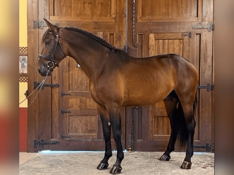 PRE Mix Stallion 5 years 16 hh Bay in Alicante
