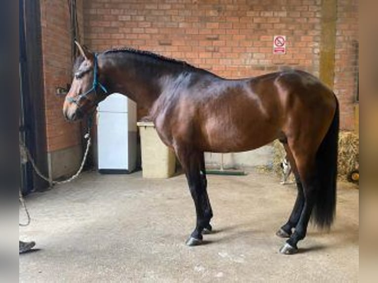 PRE Mix Stallion 5 years 16 hh Bay in Madrid