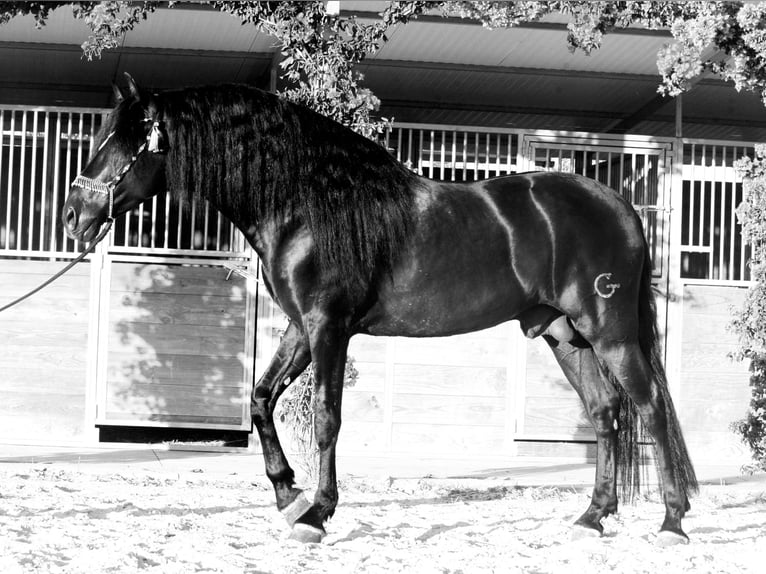 PRE Mix Stallion 5 years 16 hh Black in Jerez
